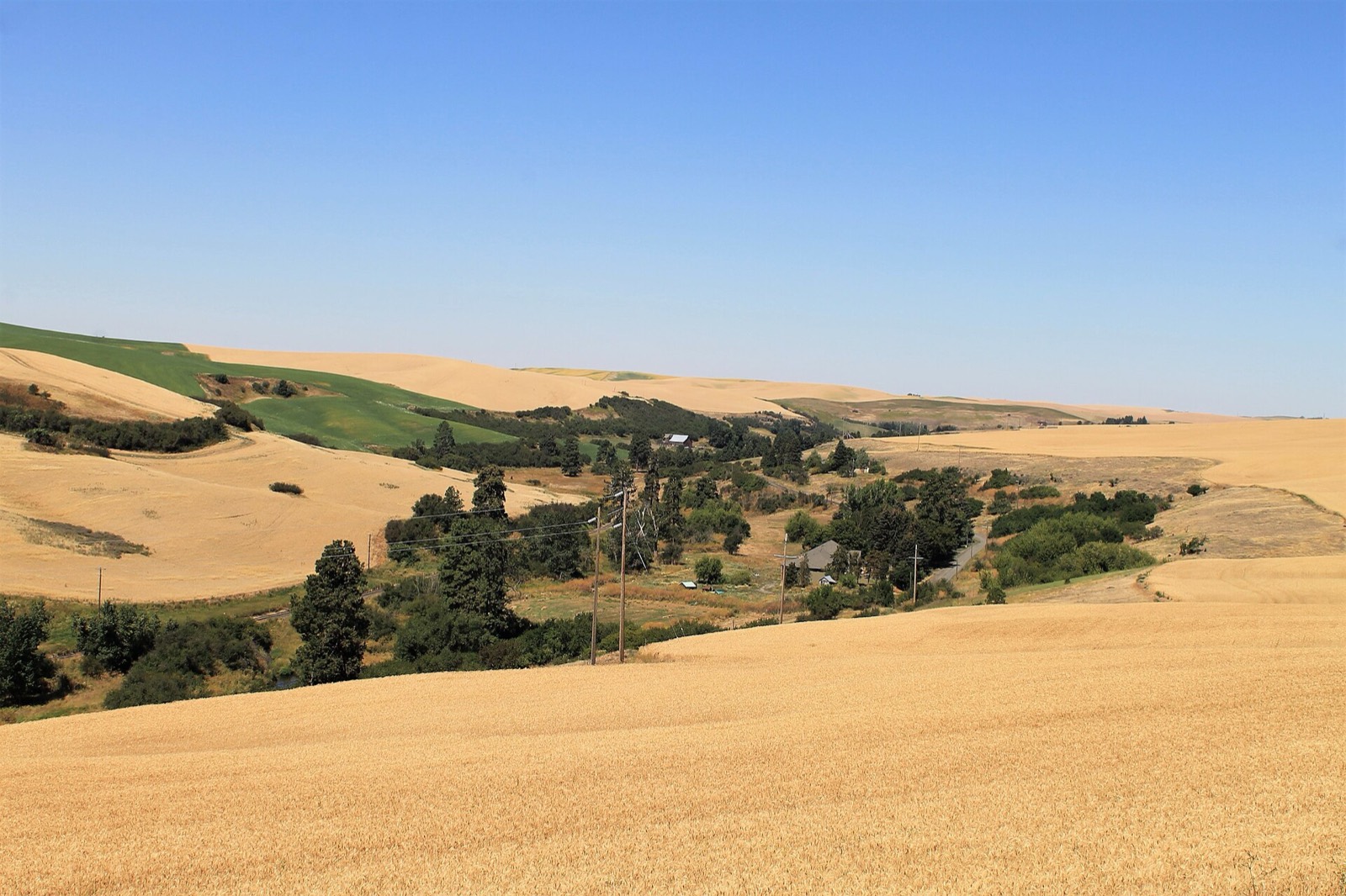 Golden wheat country close to harvest
